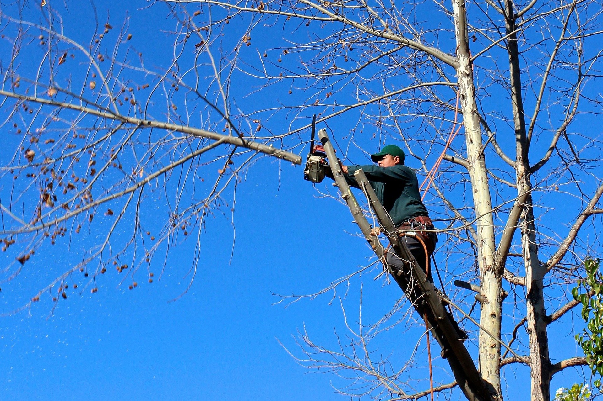 tree trimming pruning best customer service top rated in tulsa