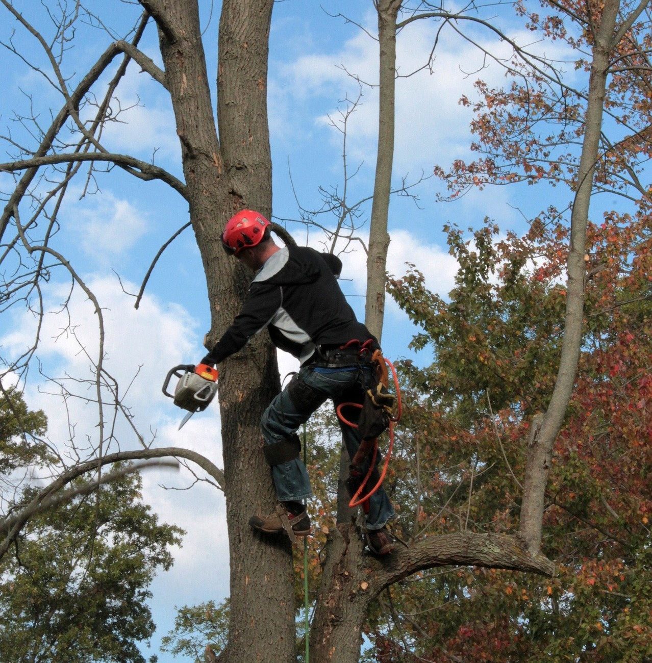 tree cutting trimming tulsa top rated bixby #1 customer satisfaction