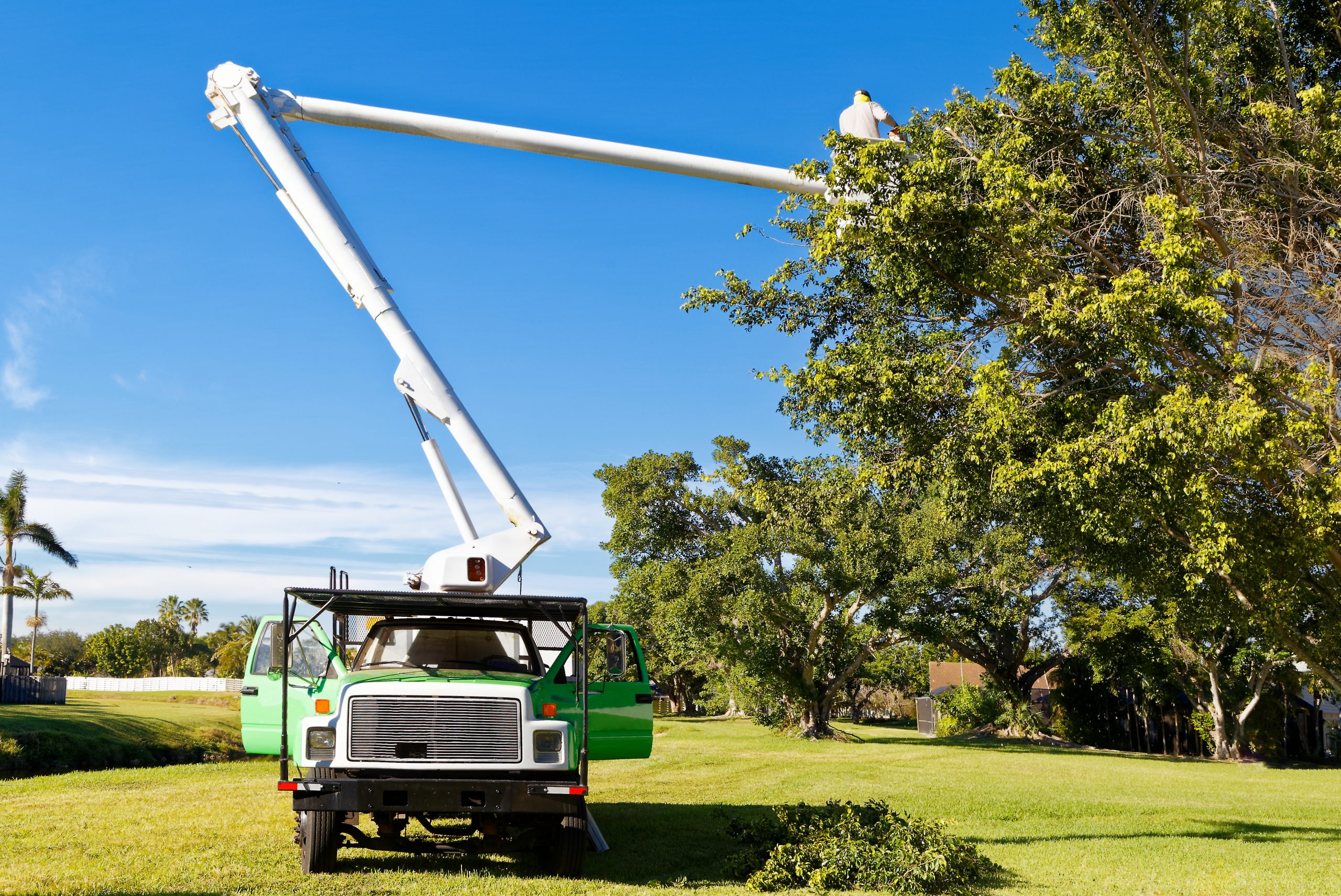 tree cut tree trimming service tree equipment