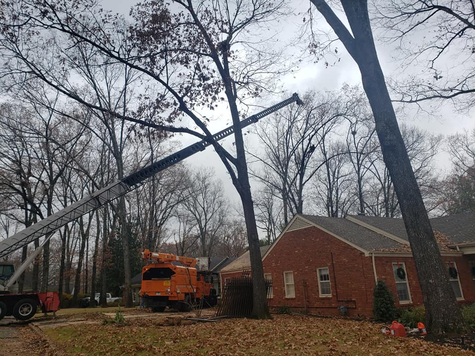 Tree Service Broken Arrow OK ⋆ Tulsa Tree Service & Stump Removal