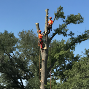 Tree Removal Service Tulsa OK