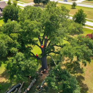 Tree Service Broken Arrow OK