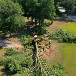 Tree Service Near Me Tulsa OK