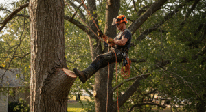 Tree Cutting Service In Tulsa OK.