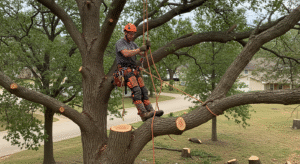 Tree Removal Near Me Tulsa OK
