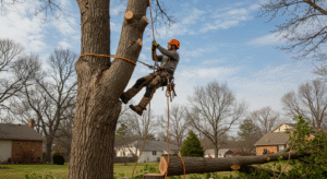 Tree Removal Tulsa OK