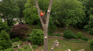 Tree Service in Tulsa OK