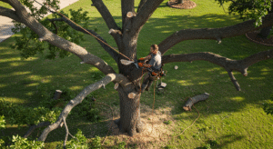 Tree Trimming Tulsa OK