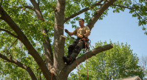 Tulsa Tree Trimming