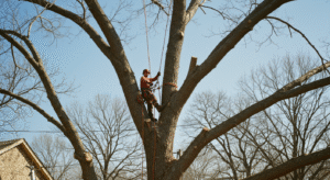tulsa tree removal
